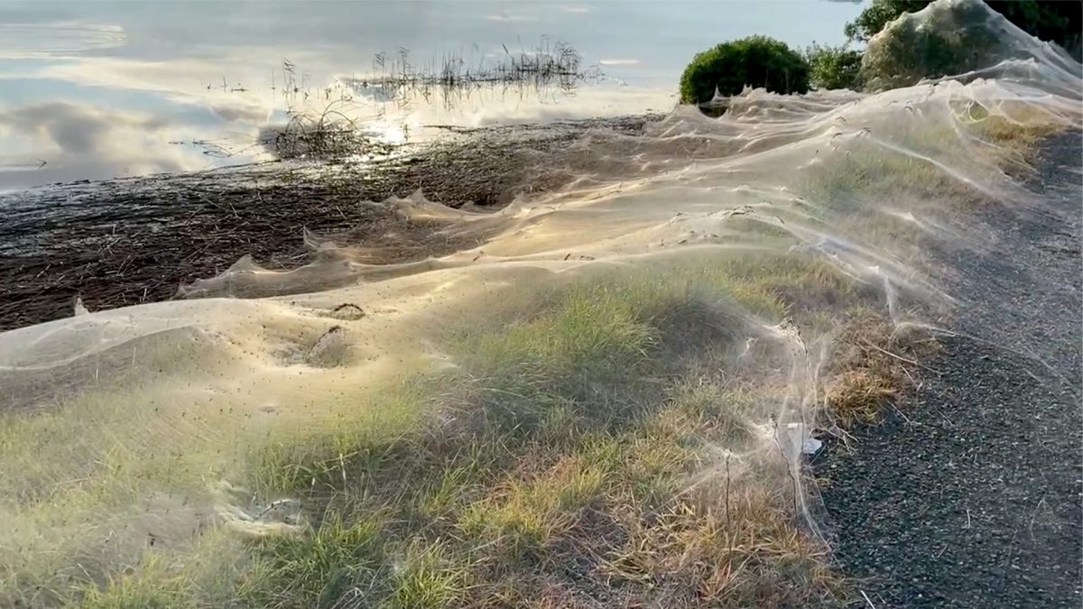 'Apocalisse' in Australia per l'invasione di ragni: le ragnatele hanno ricoperto tutto, come se fosse neve [FOTO & VIDEO]