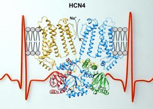 struttura canale del pacemaker HCN4