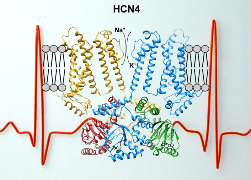 struttura canale del pacemaker HCN4