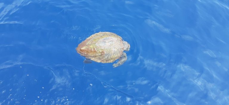 tartaruga marina amp punta campanella