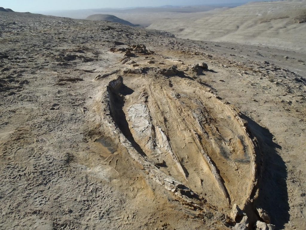 Balena fossile scoperta nel Deserto di Ica