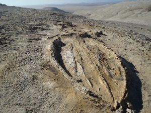 Balena fossile scoperta nel Deserto di Ica