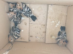 Upupa recupero Anas Polizia provinciale SILA