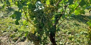 asti agricoltura grandine uva