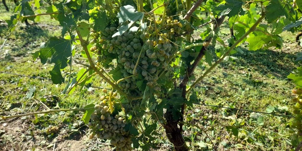 asti agricoltura grandine uva
