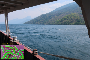 caccia al batterio del colera nel lago Tanganica