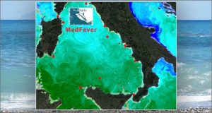 medfever