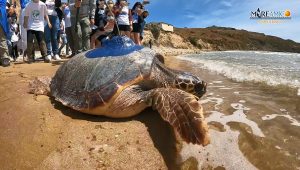 tartaruga onda itinerario