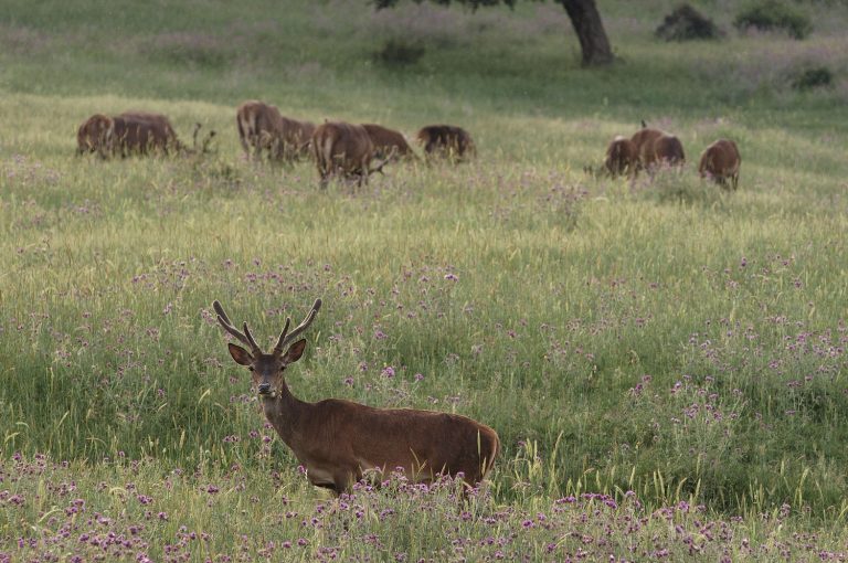 Barbary deer (Cervus elaphus barbaricus), grazing. It is the only deer species indigenous to Africa. El Feidja National Park, Tunisia.