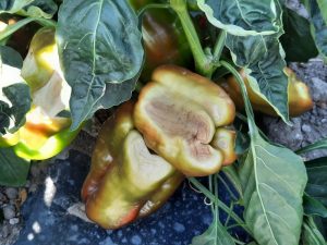 Peperoni bruciati dal caldo