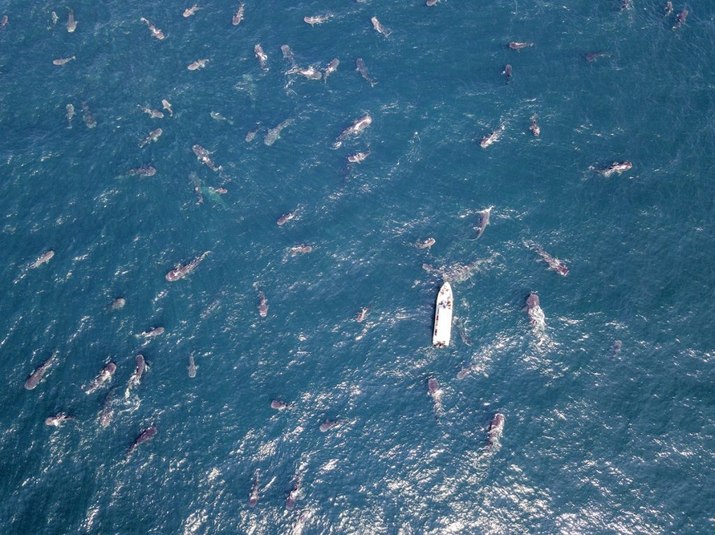 Squali balena Qatar