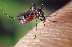 zanzara malattia dengue
