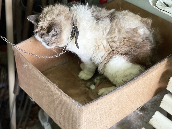 gatto con collare e catena