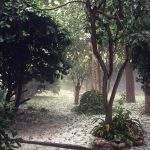 Maltempo in Emilia Romagna: temporali in molte zone, un’intensa grandinata imbianca Ravenna – FOTO e VIDEO