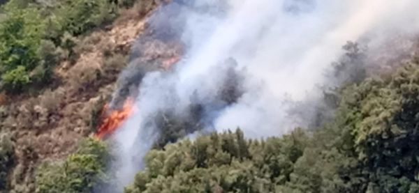 incendi aspromonte