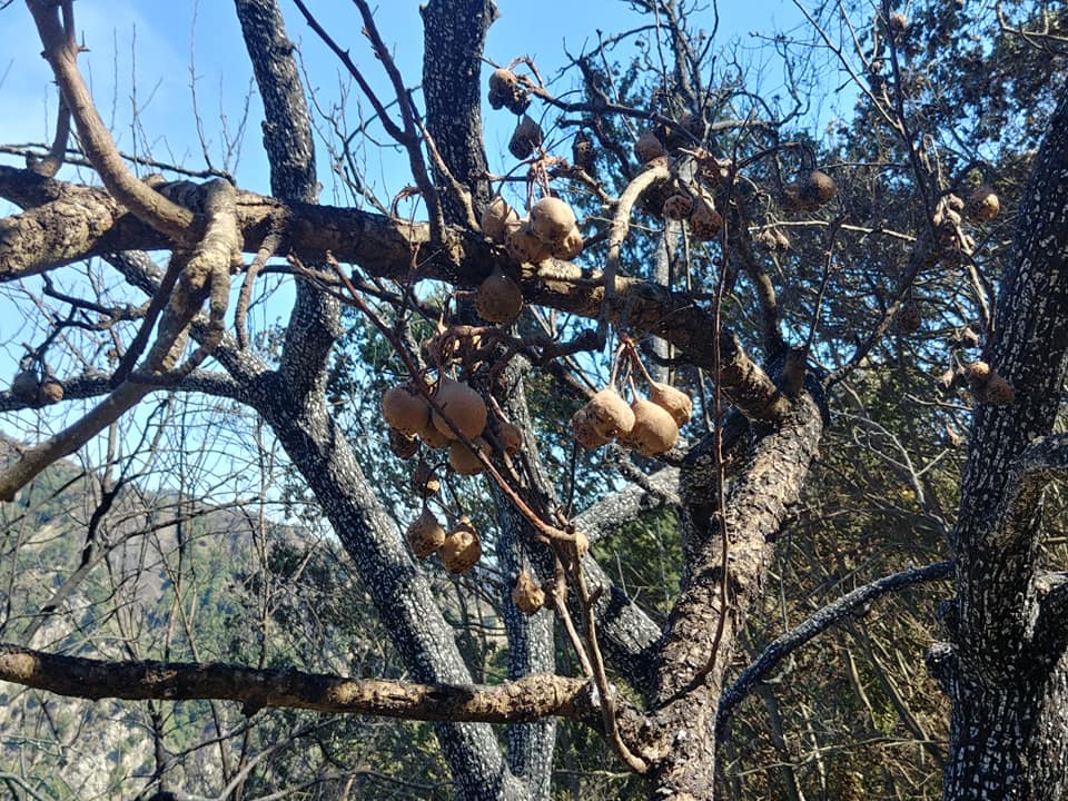 incendi calabria