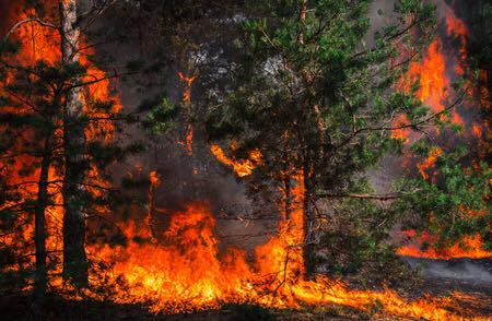 incendi cosenza acri