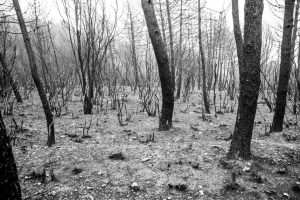 incendi cosenza acri