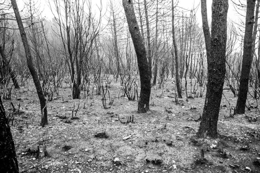 incendi cosenza acri