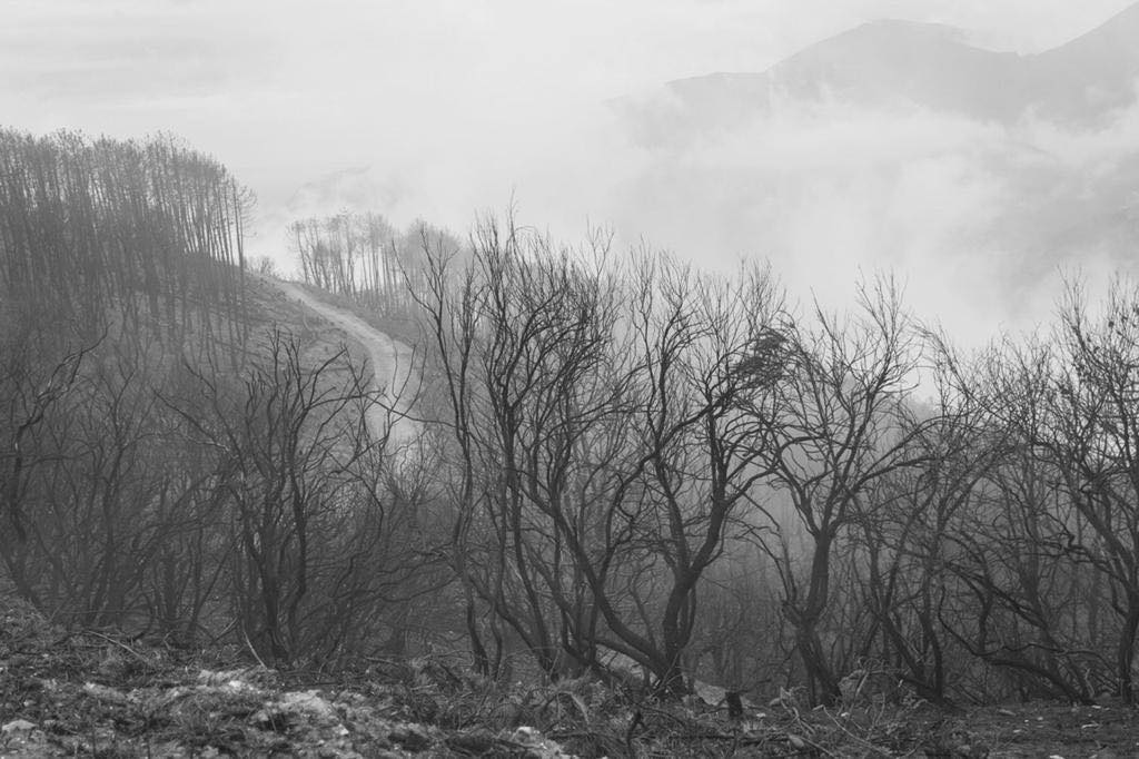 incendi cosenza acri