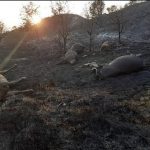 Incendi in Sicilia, ancora fiamme sulle Madonie: nuovi roghi a San Mauro Castelverde, molti animali morti – FOTO