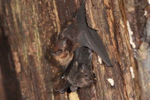 pipistrelli