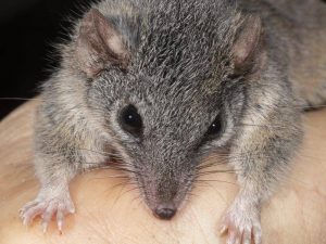silver-headed antechinus
