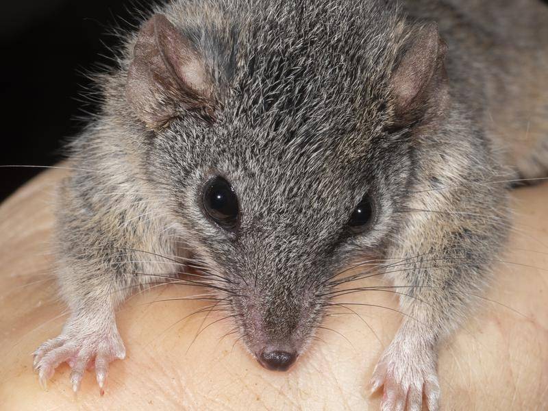 silver-headed antechinus