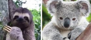 bradipo koala