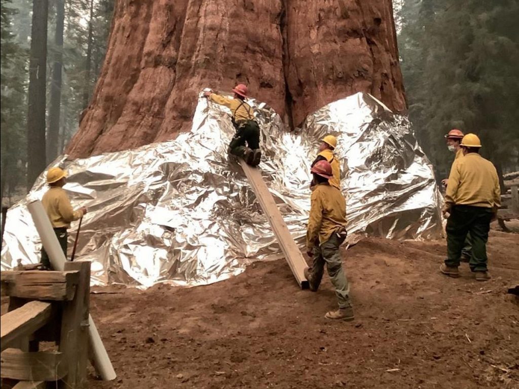 incendi california sequoie