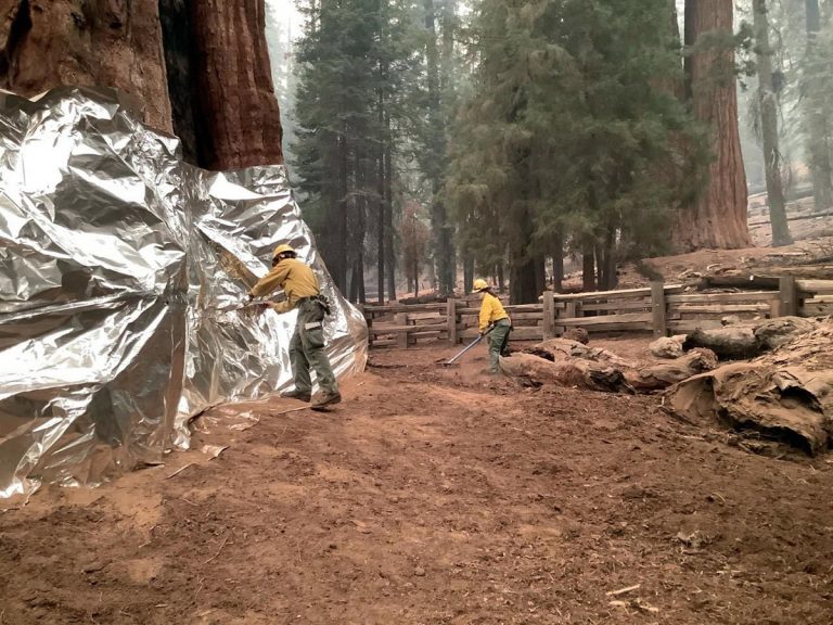 incendi california sequoie
