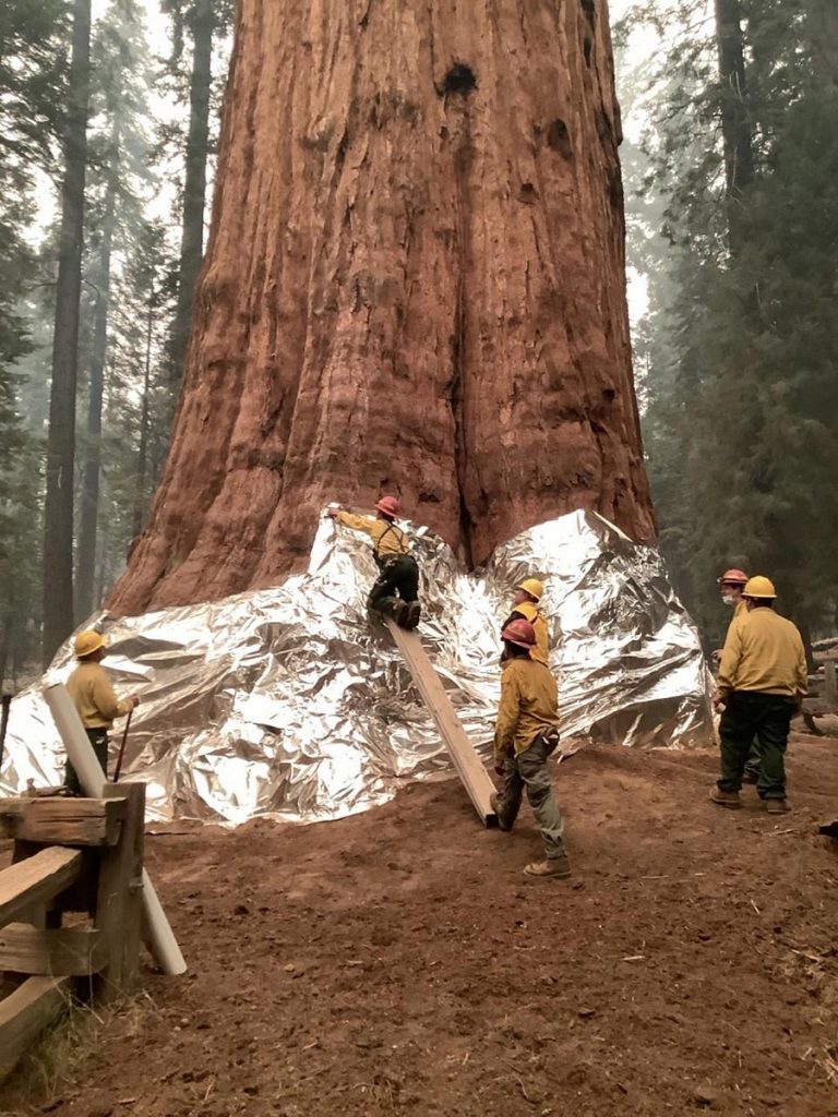 incendi california sequoie