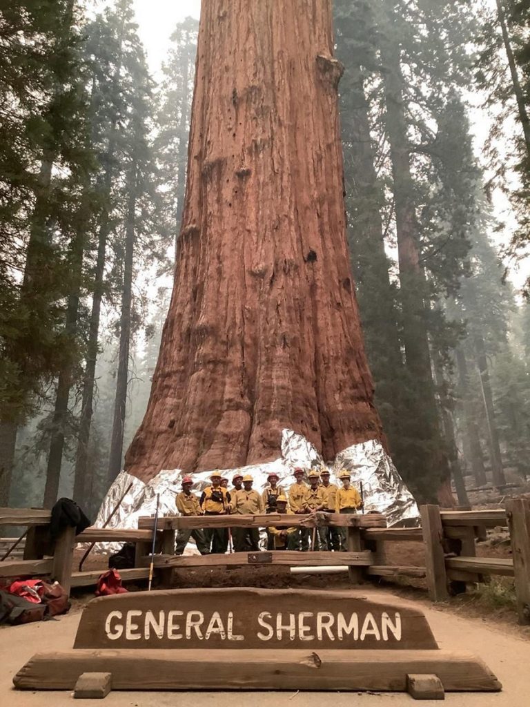incendi california sequoie
