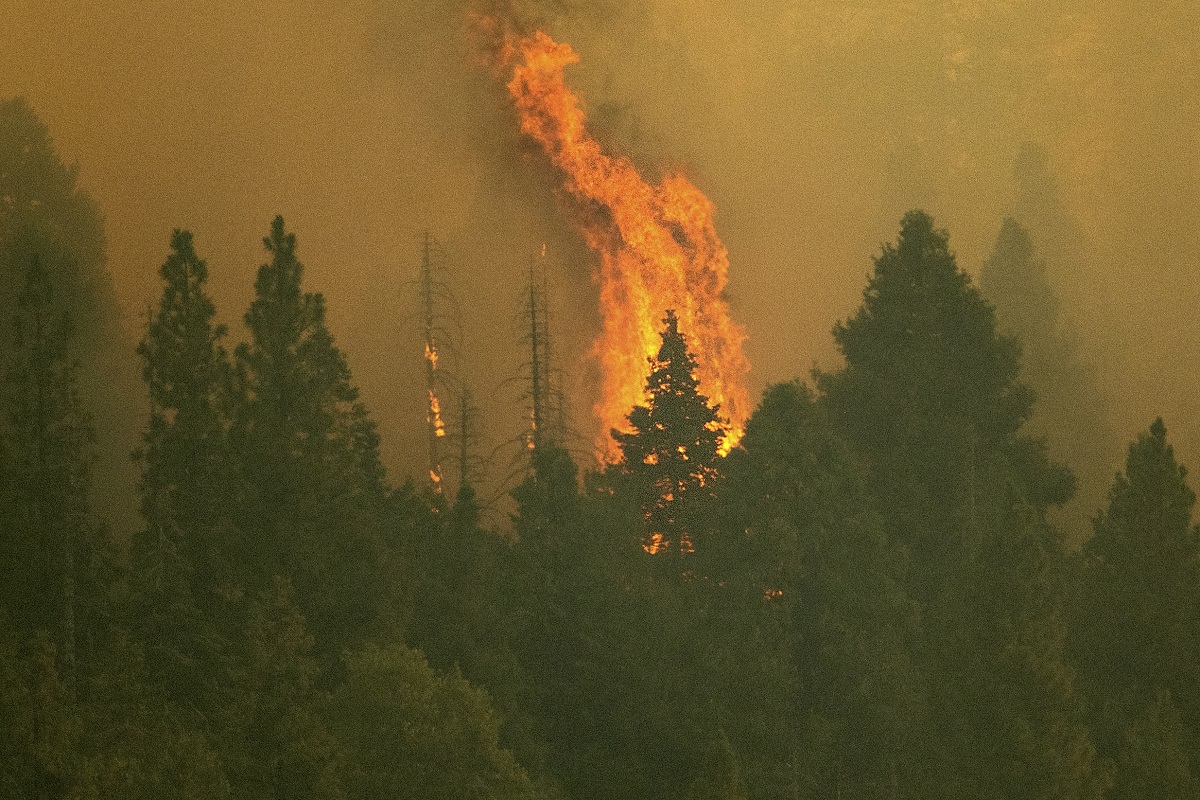 incendio in california sequoie