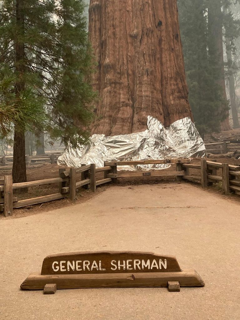 incendio in california sequoie