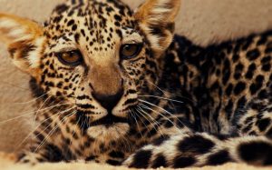 leopardo arabo