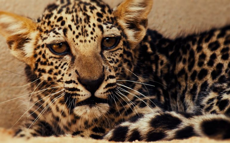 leopardo arabo