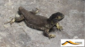 nuova specie lucertola perù