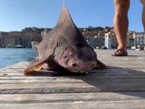 pesce porco elba
