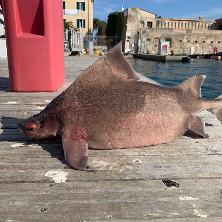 pesce porco elba