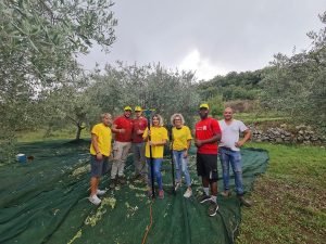 raccolta olive