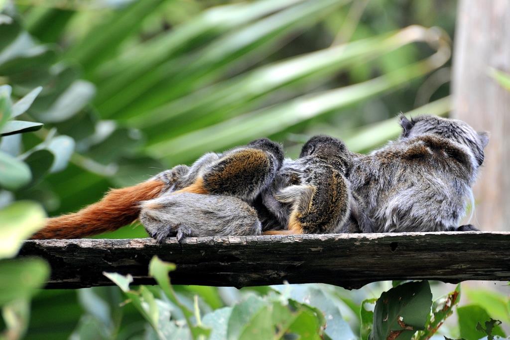 tamarino imperatore bioparco roma