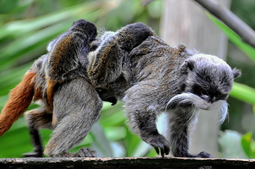 tamarino imperatore bioparco roma