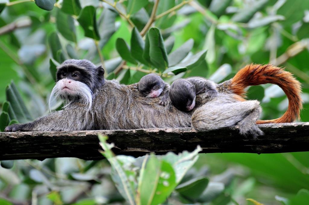 tamarino imperatore bioparco roma
