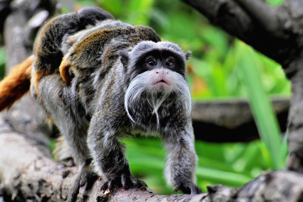tamarino imperatore bioparco roma