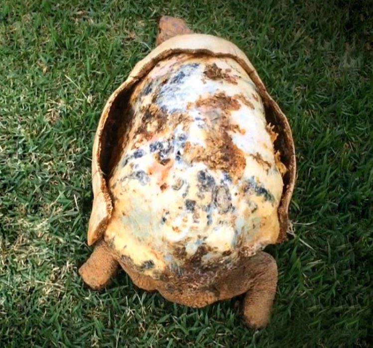 tartaruga carapace 3D