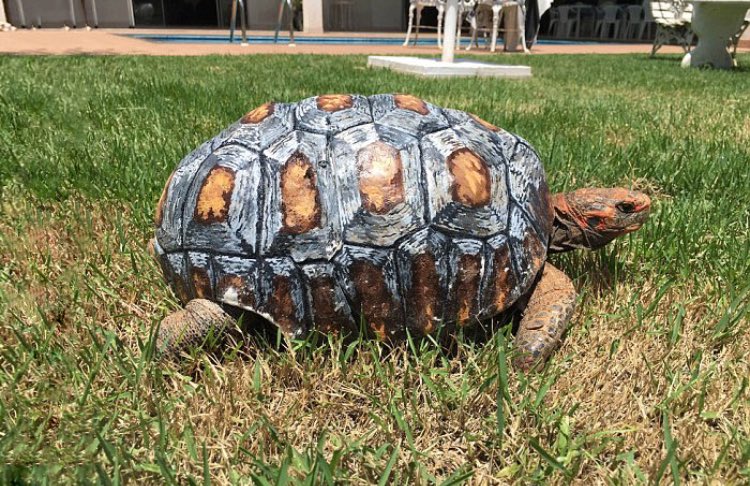 tartaruga carapace 3D