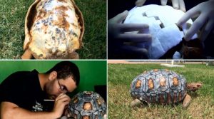 tartaruga carapace 3D
