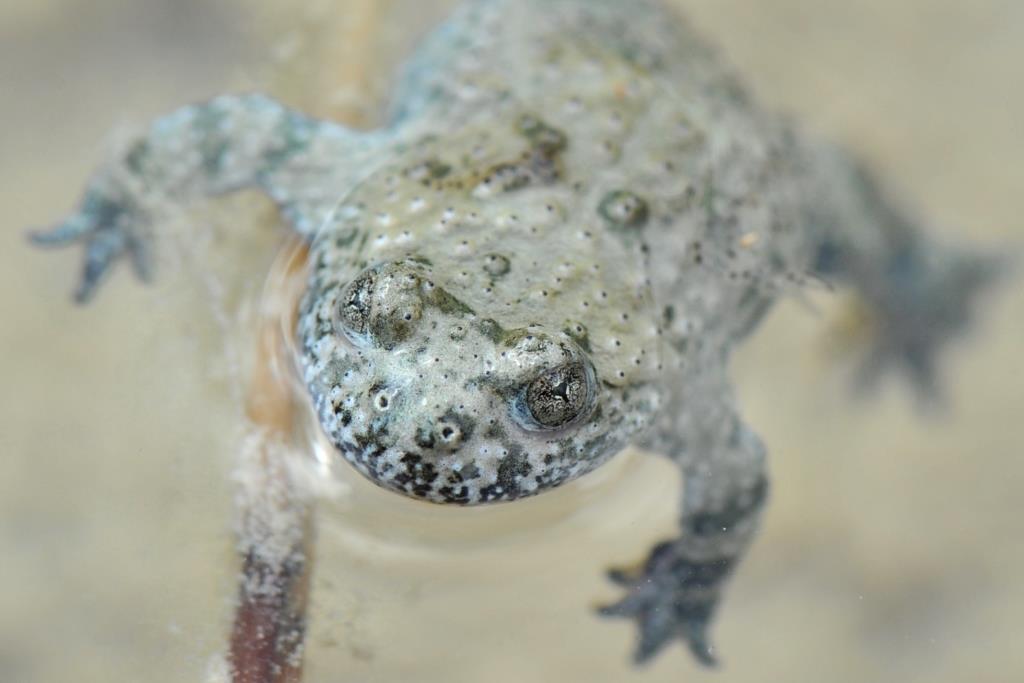 ululoni bioparco