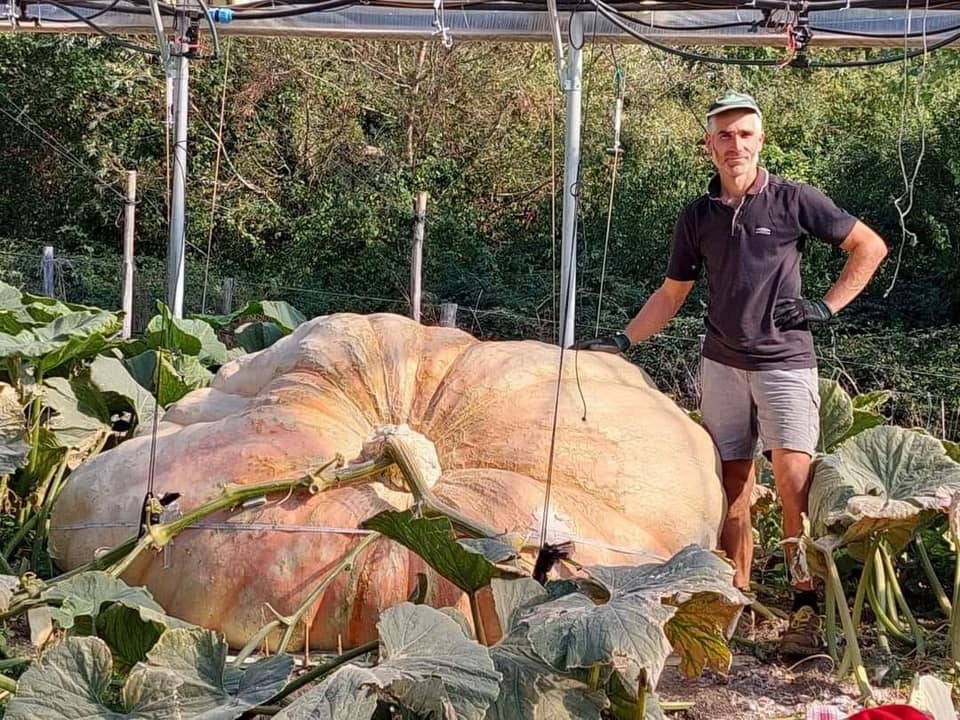 zucca Toscana Cutrupi